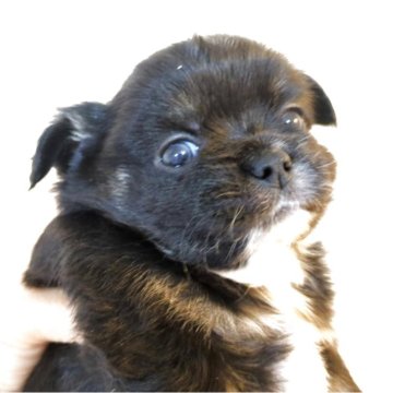 チワワ(ロング)【愛媛県・男の子・2025年10月10日・ブラック&ホワイト】の写真「ふわふわのコートに優しいお顔の男の子」