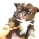 チワワ(ロング)