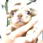 チワワ(ロング)