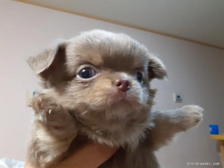 ID：2302-02902の子犬