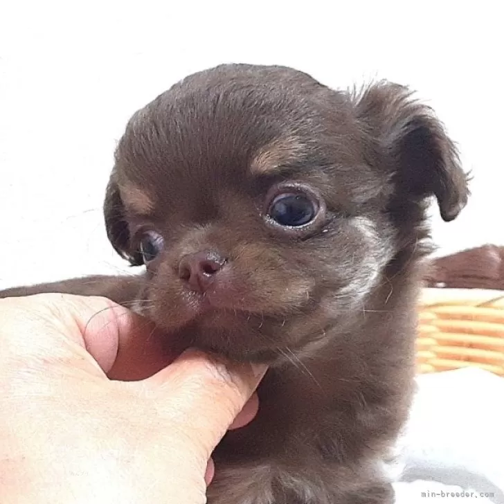M.T 様のお迎えした子犬