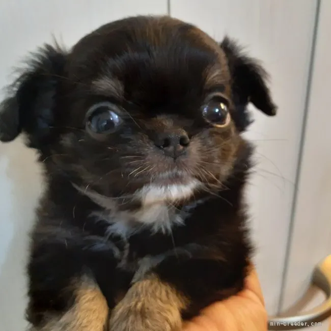 ID：2111-01593の子犬