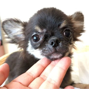 チワワ(ロング)【愛媛県・男の子・2024年2月3日・ブラックタン&ホワイト】の写真「1.2㎏小ぶりで可愛い男の子✨」