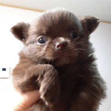 チワワ(ロング)【愛媛県・男の子・2024年1月16日・チョコ(ソリッド)】の写真「タンは出てきません。チョコ一色です」