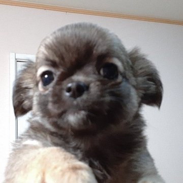 チワワ(ロング)【愛媛県・女の子・2024年1月20日・セーブル】の写真「お色が優しい色に変化してきます。
楽しんで下さい」