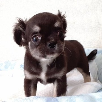 チワワ(ロング)【愛媛県・男の子・2024年2月3日・ブラックタン&ホワイト】の写真「ホワイトが入っているので可愛くて派手なお顔なります」