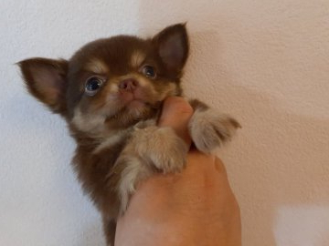 チワワ(ロング)【愛媛県・男の子・2021年8月23日・チョコタン】の写真「甘えん坊君です。実物はもっと可愛いんです♥️」