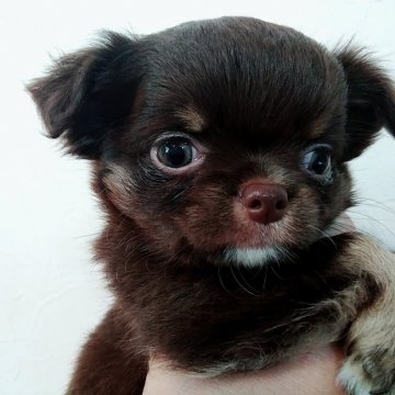 チワワ(ロング)【愛媛県・女の子・2020年2月24日・チョコクリーム】の写真「穏やかなチョコクリーム姫👸」