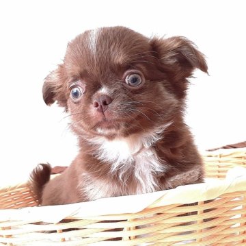 チワワ(ロング)【愛媛県・男の子・2024年1月19日・チョコタン&ホワイト】の写真「クールなお顔の男の子✨」