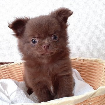 チワワ(ロング)【愛媛県・男の子・2024年1月16日・チョコ(ソリッド)】の写真「チョコ一色です。
タンは出てきません」