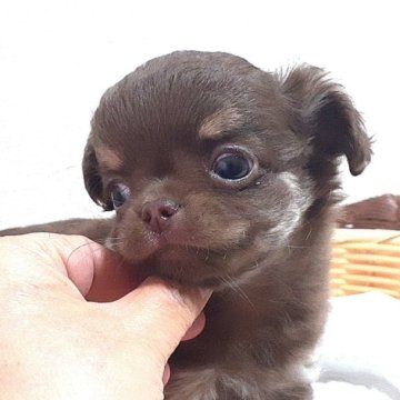 チワワ(ロング)【愛媛県・男の子・2023年11月24日・チョコタン】の写真「甘いお顔のチョコタン君✨」