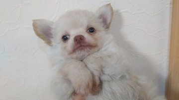 チワワ(ロング)【愛媛県・男の子・2020年9月7日・クリーム】の写真「モコモコふわふわコートの甘えん坊君」