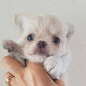 チワワ(ロング)【愛媛県・男の子・2020年2月22日・クリーム&ホワイト】の写真「ふわふわクリーム&ホワイトの男の子💕」