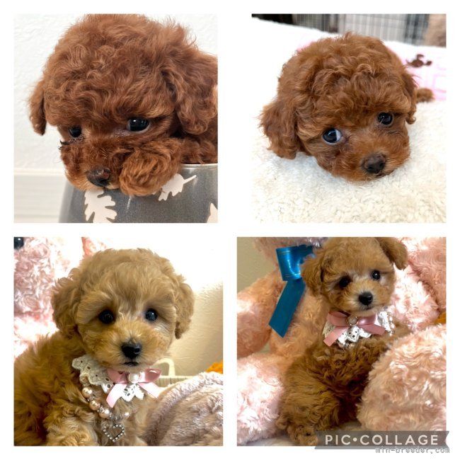 甲斐雅美ブリーダー