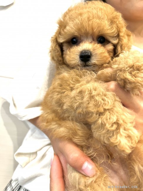 甲斐雅美ブリーダーのブログ：子犬ちゃんたちとももうすぐお別れです😭