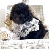 ティーカッププードル