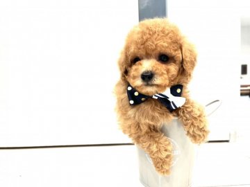 トイプードル(ティーカップ)【福岡県・男の子・2022年3月14日・アプリコット】の写真「大きな瞳の小さい男の子です」