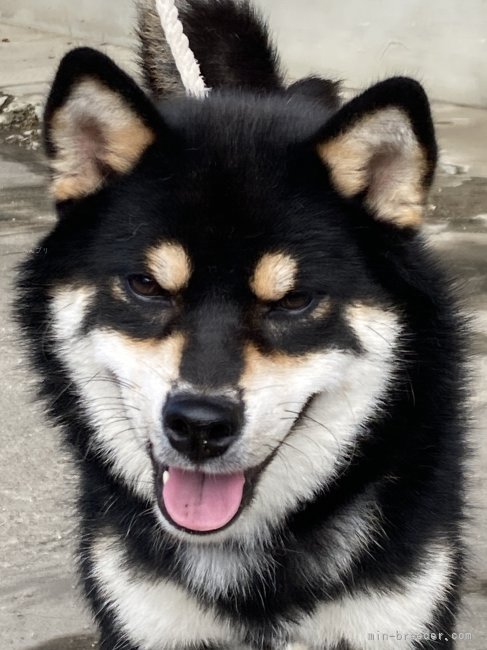 ごんげんこと「ごん」ちゃんです｜片岡　茂(かたおか　しげる)ブリーダー(香川県・柴犬・日本犬保存会登録)の紹介写真1