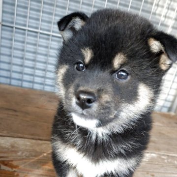 柴犬(標準サイズ)【香川県・男の子・2026年2月1日・黒】の写真「元気で、人懐っこい性格です」