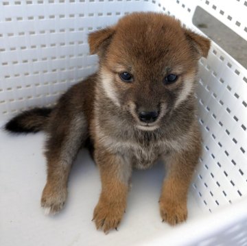 柴犬(標準サイズ)【香川県・女の子・2025年8月23日・赤】の写真「サイズの小さい可愛い子」