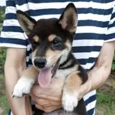 柴犬(標準サイズ)