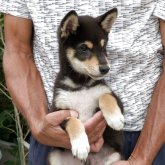 柴犬(標準サイズ)