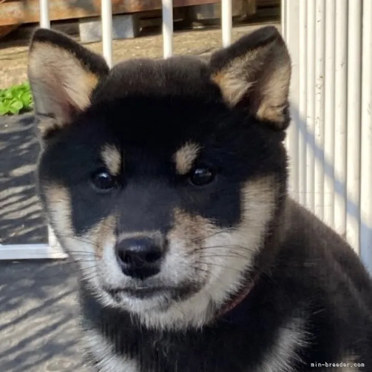 ID：2303-05545の子犬