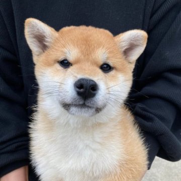 柴犬(標準サイズ)【香川県・女の子・2023年1月25日・赤】の写真「きりっとした目がとても印象深く将来楽しみ」