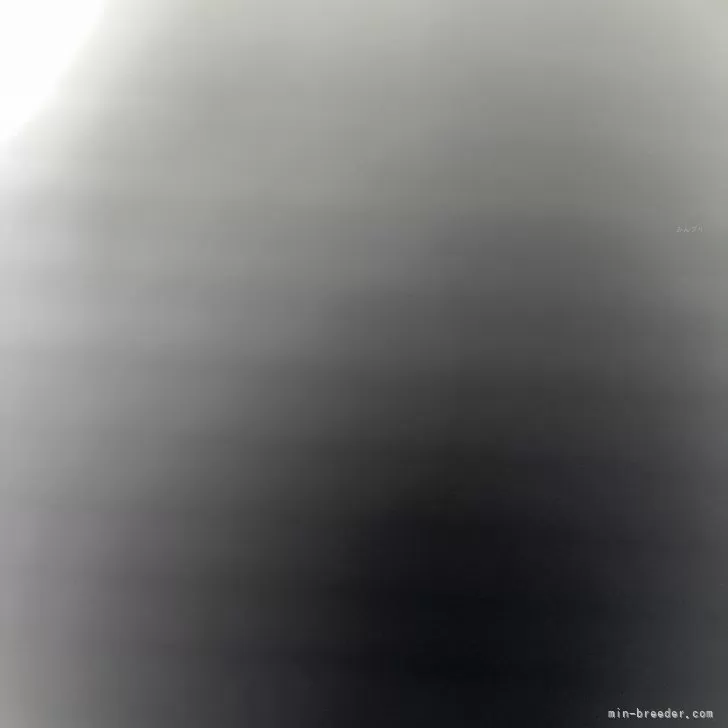 ID:2203-03187の子犬