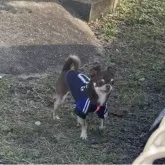 チワワ(スムース)【福岡県・男の子・2025年11月3日・チョコレート&クリーム】の写真11「父犬   轟くん」