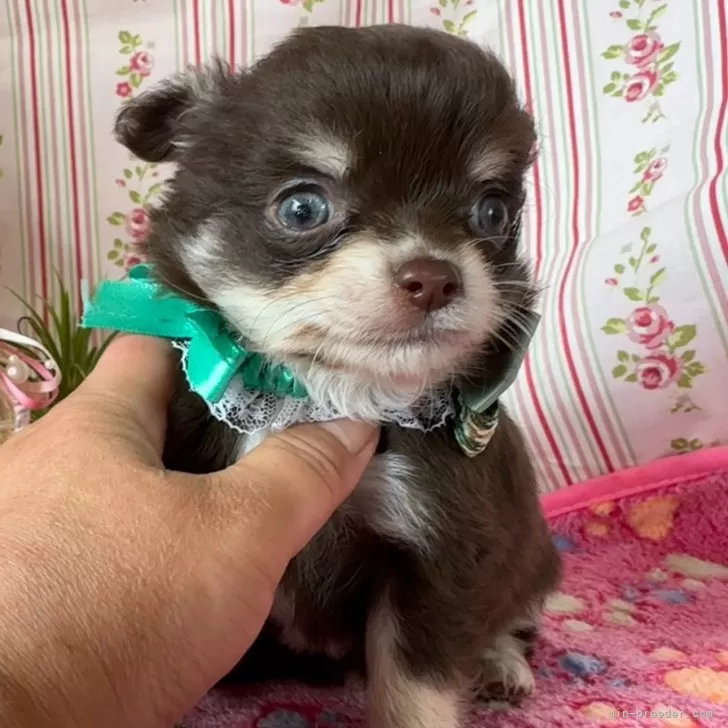 H.F 様のお迎えした子犬