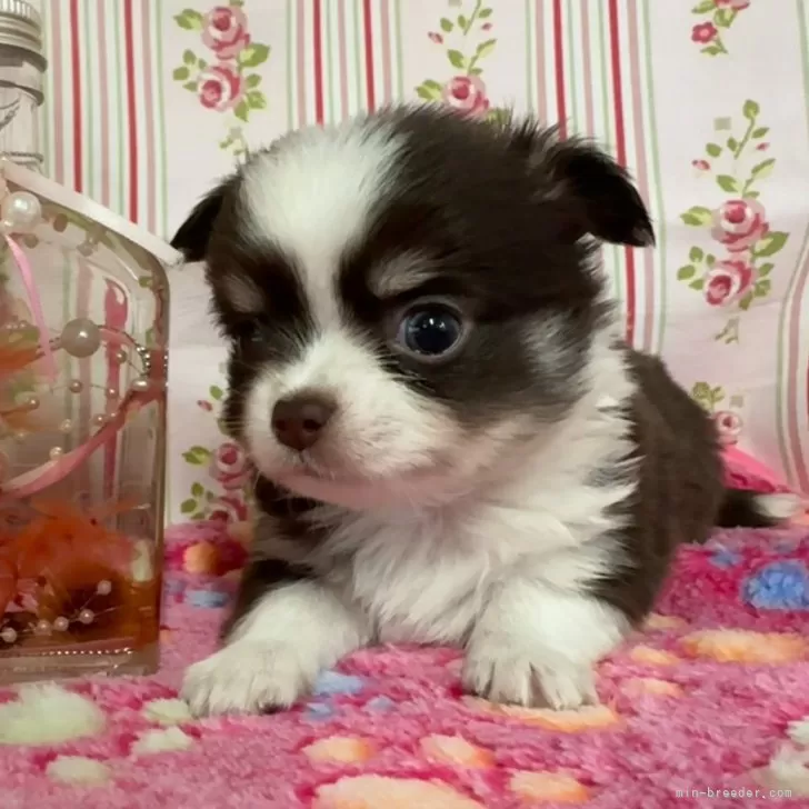 ID:2507-05093の子犬