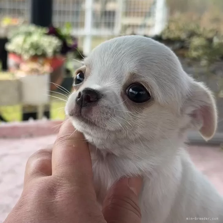 KS 様のお迎えした子犬