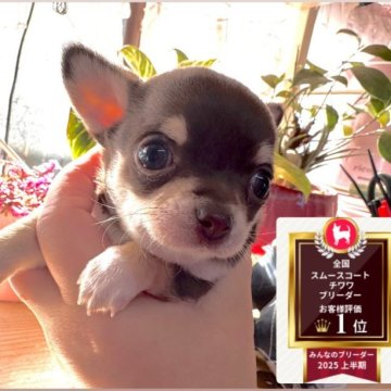 チワワ(スムース)【福岡県・男の子・2025年11月3日・チョコレート&クリーム】の写真「♡バランス良い可愛いスムチのチョコクリ♡」