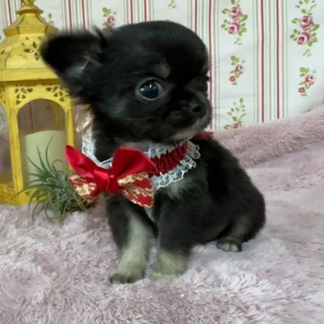 チワワ(ロング)【福岡県・女の子・2025年8月11日・ブラック&タン】の写真「♡とても小さな女の子♡」