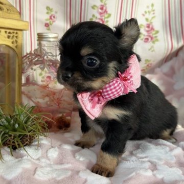 チワワ(ロング)【福岡県・女の子・2025年12月25日・ブラック&タン】の写真「♡明るく元気いっぱいな女の子♡」