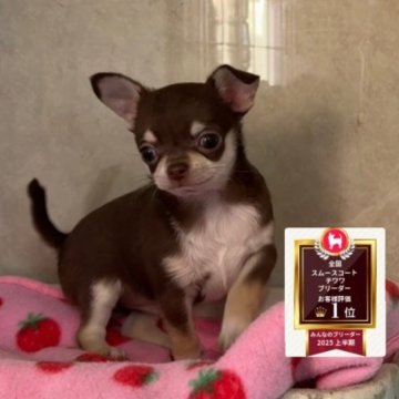 チワワ(スムース)【福岡県・男の子・2025年11月3日・チョコレート&クリーム】の写真「♡バランス良い可愛いスムチのチョコクリ♡」
