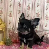 チワワ(ロング)