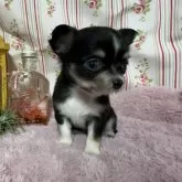 チワワ(ロング)
