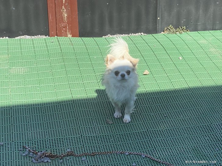 チワワ(ロング)【・男の子・2020年11月30日・クリーム&amp;ホワイト】