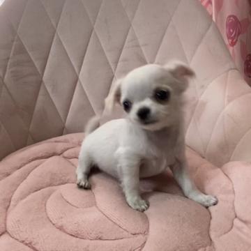 チワワ(ロング)【福岡県・女の子・2022年6月28日・ホワイト&クリーム】の写真「とてもとても可愛いクリームの女の子✿.**」