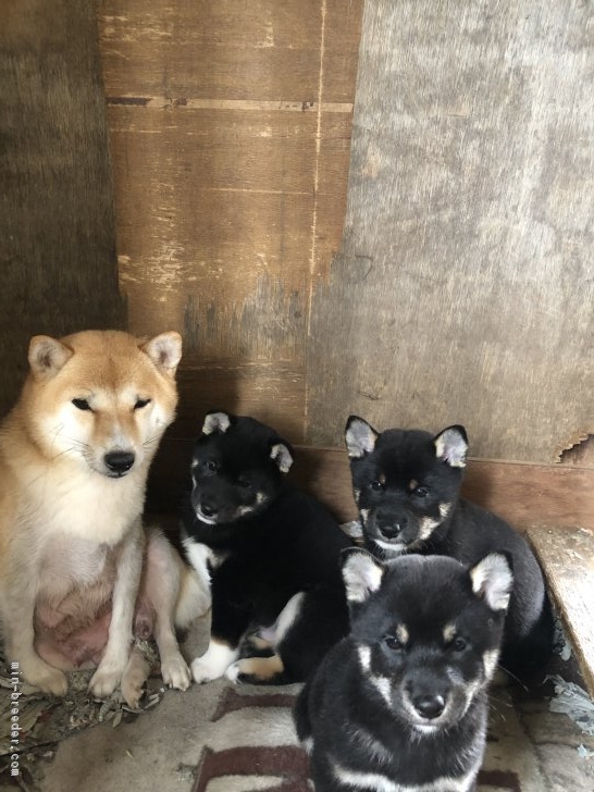 豆柴犬の親子🐶｜西岡　正子(にしおか　まさこ)ブリーダー(徳島県・柴犬など・JKC/KCジャパン登録)の紹介写真1
