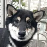 豆柴