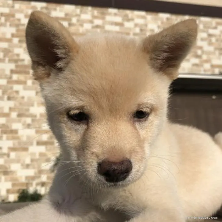 ID：2208-01611の子犬