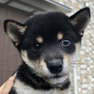 柴犬(豆柴)【徳島県・男の子・2023年7月23日・黒】の写真「⭐️完璧な豆柴犬をお求めの方❗️ お薦めです❣️」