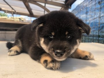 柴犬(豆柴)【徳島県・男の子・2020年6月20日・黒】の写真「兄弟３匹中、1匹商談中‼️早い者勝ちですよ❗️」