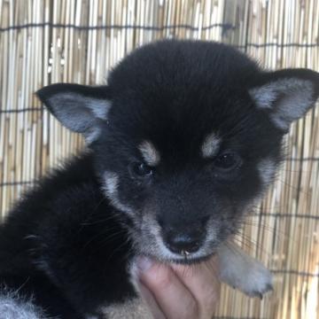 柴犬(豆柴)【徳島県・女の子・2022年5月21日・黒】の写真「⭐️ペットタイプ豆柴犬女の子♪」