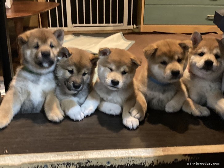 新島　紀子(にいじま　のりこ)ブリーダー(群馬県・柴犬など・JKC/日本犬保存会登録)の紹介写真2