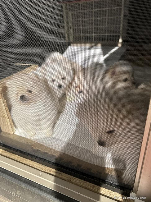 お外の世界に興味津々｜新島　紀子(にいじま　のりこ)ブリーダー(群馬県・柴犬など・JKC/日本犬保存会登録)の紹介写真7