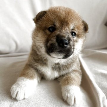 柴犬(標準サイズ)【群馬県・女の子・2025年5月28日・赤】の写真「顔立ち良し‼️離乳食も沢山食べるよ」